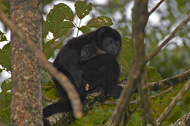 Click Here to Go Back