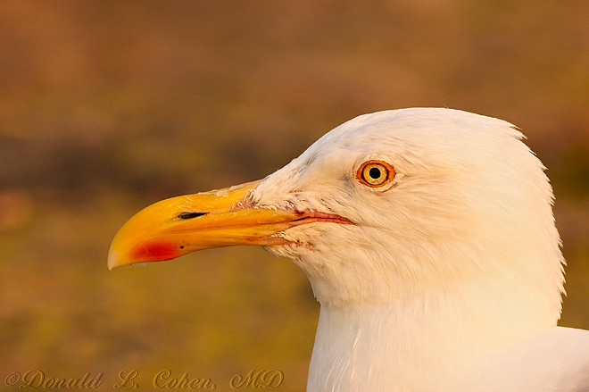 Click Here to Go Back